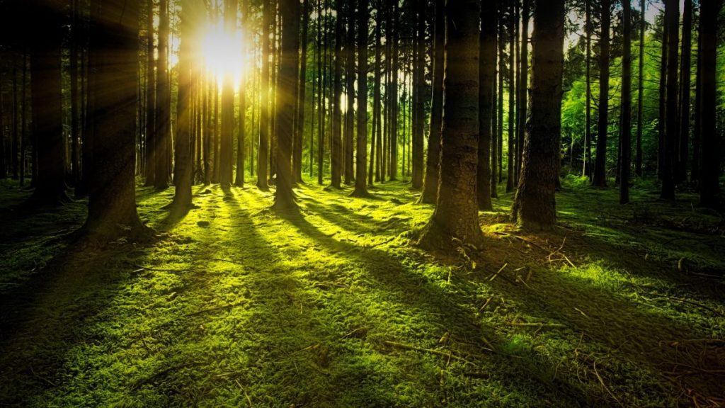 nature-3294681_1920 nature-3294681_1920